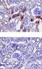 Serine Protease 3 antibody, MA5-24156, Invitrogen Antibodies, Immunohistochemistry frozen image 