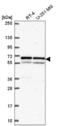 Karyopherin Subunit Alpha 1 antibody, NBP2-56022, Novus Biologicals, Western Blot image 