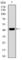 Kruppel Like Factor 1 antibody, abx015906, Abbexa, Western Blot image 