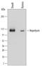 Membrane Metalloendopeptidase antibody, MAB11821, R&D Systems, Western Blot image 