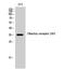 Olfactory Receptor Family 2 Subfamily W Member 3 antibody, A12959, Boster Biological Technology, Western Blot image 