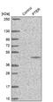 Phosphotriesterase Related antibody, NBP1-86264, Novus Biologicals, Western Blot image 