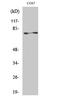 Protein Kinase C Zeta antibody, STJ95130, St John