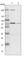 Solute Carrier Family 25 Member 12 antibody, HPA035333, Atlas Antibodies, Western Blot image 