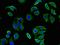 F-Box And Leucine Rich Repeat Protein 19 antibody, orb51726, Biorbyt, Immunofluorescence image 