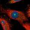 Cystathionine-Beta-Synthase antibody, NBP1-83255, Novus Biologicals, Immunofluorescence image 