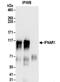 Interferon Alpha And Beta Receptor Subunit 1 antibody, NBP2-32196, Novus Biologicals, Immunoprecipitation image 