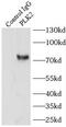 Polo Like Kinase 2 antibody, FNab06548, FineTest, Immunoprecipitation image 