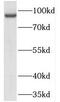 Telomere length regulation protein TEL2 homolog antibody, FNab08591, FineTest, Western Blot image 