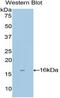 Matrix Gla Protein antibody, MBS2006834, MyBioSource, Western Blot image 