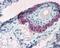 Keratin 15 antibody, 49-804, ProSci, Immunohistochemistry frozen image 