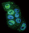 Inhibin Subunit Beta A antibody, LS-C165241, Lifespan Biosciences, Immunofluorescence image 