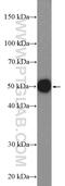 Glycerol-3-Phosphate Acyltransferase 3 antibody, 20603-1-AP, Proteintech Group, Western Blot image 