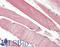 Threonine Synthase Like 2 antibody, LS-B10393, Lifespan Biosciences, Immunohistochemistry frozen image 