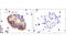 Claudin 2 antibody, 28530S, Cell Signaling Technology, Immunohistochemistry paraffin image 