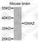 G Protein Subunit Alpha Z antibody, A3173, ABclonal Technology, Western Blot image 