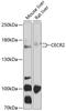 CECR2 Histone Acetyl-Lysine Reader antibody, 13-457, ProSci, Western Blot image 