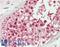 Importin 7 antibody, LS-B14444, Lifespan Biosciences, Immunohistochemistry paraffin image 