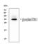 Chymase 1 antibody, LS-C313534, Lifespan Biosciences, Western Blot image 