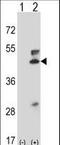 Mitogen-Activated Protein Kinase Kinase 5 antibody, LS-C164446, Lifespan Biosciences, Western Blot image 