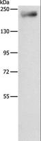 IQ Motif Containing GTPase Activating Protein 3 antibody, LS-C400828, Lifespan Biosciences, Western Blot image 