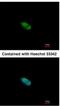 Zinc Finger Protein 148 antibody, NBP2-20964, Novus Biologicals, Immunofluorescence image 