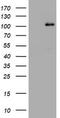 Nibrin antibody, LS-C175563, Lifespan Biosciences, Western Blot image 