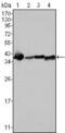 Nucleophosmin 1 antibody, MA5-17141, Invitrogen Antibodies, Western Blot image 