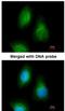 Selenide, water dikinase 2 antibody, NBP1-32645, Novus Biologicals, Immunocytochemistry image 