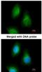 Selenophosphate Synthetase 2 antibody, NBP1-32645, Novus Biologicals, Immunocytochemistry image 