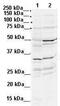 Distal-Less Homeobox 2 antibody, GTX48461, GeneTex, Western Blot image 