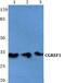 Cell Growth Regulator With EF-Hand Domain 1 antibody, PA5-36933, Invitrogen Antibodies, Western Blot image 