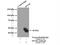 Oxytocin Receptor antibody, 23045-1-AP, Proteintech Group, Immunoprecipitation image 