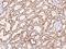 NADH:Ubiquinone Oxidoreductase Subunit B5 antibody, 203800-T10, Sino Biological, Immunohistochemistry frozen image 