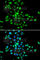 SBDS Ribosome Maturation Factor antibody, A5876, ABclonal Technology, Immunofluorescence image 