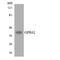 G Protein-Coupled Receptor 62 antibody, LS-C292025, Lifespan Biosciences, Western Blot image 