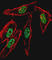 Myogenic Differentiation 1 antibody, abx026935, Abbexa, Western Blot image 