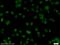 Transketolase antibody, 11039-1-AP, Proteintech Group, Immunofluorescence image 