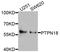Protein Tyrosine Phosphatase Non-Receptor Type 18 antibody, STJ110785, St John
