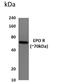 Erythropoietin Receptor antibody, GTX52803, GeneTex, Western Blot image 