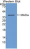 Metallothionein-1 antibody, abx131344, Abbexa, Western Blot image 