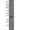 Cyclin D1 antibody, PA5-64673, Invitrogen Antibodies, Western Blot image 