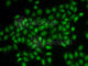 Coilin antibody, A6428, ABclonal Technology, Immunofluorescence image 
