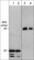 Glycogen Synthase Kinase 3 Beta antibody, GM1311, ECM Biosciences, Western Blot image 