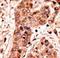 Guanylate Cyclase 1 Soluble Subunit Alpha 2 antibody, LS-C100958, Lifespan Biosciences, Immunohistochemistry frozen image 