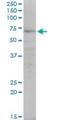 Kruppel Like Factor 10 antibody, H00007071-M20, Novus Biologicals, Western Blot image 