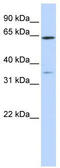 Tripartite Motif Containing 45 antibody, TA330474, Origene, Western Blot image 