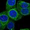 Protein Kinase C Substrate 80K-H antibody, NBP2-38492, Novus Biologicals, Immunocytochemistry image 