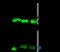 Adaptor Related Protein Complex 1 Subunit Beta 1 antibody, GTX02382, GeneTex, Immunoprecipitation image 