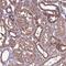Cytosolic Iron-Sulfur Assembly Component 3 antibody, NBP1-83611, Novus Biologicals, Immunohistochemistry paraffin image 